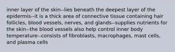 inner layer of the skin--lies beneath the deepest layer of <a href='https://www.questionai.com/knowledge/kBFgQMpq6s-the-epidermis' class='anchor-knowledge'>the epidermis</a>--it is a thick area of <a href='https://www.questionai.com/knowledge/kYDr0DHyc8-connective-tissue' class='anchor-knowledge'>connective tissue</a> containing hair follicles, blood vessels, nerves, and glands--supplies nutrients for the skin--the blood vessels also help control inner body temperature--consists of fibroblasts, macrophages, mast cells, and plasma cells