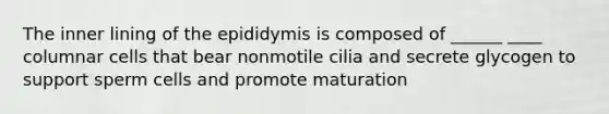 The inner lining of the epididymis is composed of ______ ____ columnar cells that bear nonmotile cilia and secrete glycogen to support sperm cells and promote maturation