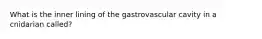 What is the inner lining of the gastrovascular cavity in a cnidarian called?