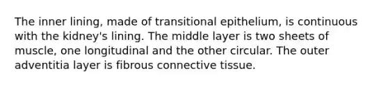 The inner lining, made of transitional epithelium, is continuous with the kidney's lining. The middle layer is two sheets of muscle, one longitudinal and the other circular. The outer adventitia layer is fibrous <a href='https://www.questionai.com/knowledge/kYDr0DHyc8-connective-tissue' class='anchor-knowledge'>connective tissue</a>.