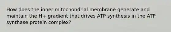 How does the inner mitochondrial membrane generate and maintain the H+ gradient that drives ATP synthesis in the ATP synthase protein complex?