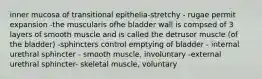 inner mucosa of transitional epithelia-stretchy - rugae permit expansion -the muscularis ofhe bladder wall is compsed of 3 layers of smooth muscle and is called the detrusor muscle (of the bladder) -sphincters control emptying of bladder - internal urethral sphincter - smooth muscle, involuntary -external urethral sphincter- skeletal muscle, voluntary