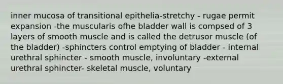 inner mucosa of transitional epithelia-stretchy - rugae permit expansion -the muscularis ofhe bladder wall is compsed of 3 layers of smooth muscle and is called the detrusor muscle (of the bladder) -sphincters control emptying of bladder - internal urethral sphincter - smooth muscle, involuntary -external urethral sphincter- skeletal muscle, voluntary