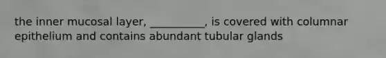 the inner mucosal layer, __________, is covered with columnar epithelium and contains abundant tubular glands