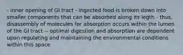 - inner opening of GI tract - ingected food is broken down into smaller components that can be absorbed along its legth - thus, disassembly of molecules for absorption occurs within the lumen of the GI tract -- optimal digestion and absorption are dependent upon regulating and maintaining the environmental conditions within this space