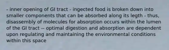 - inner opening of GI tract - ingected food is broken down into smaller components that can be absorbed along its legth - thus, disassembly of molecules for absorption occurs within the lumen of the GI tract -- optimal digestion and absorption are dependent upon regulating and maintaining the environmental conditions within this space