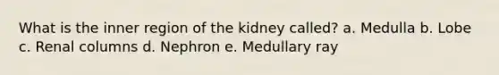 What is the inner region of the kidney called? a. Medulla b. Lobe c. Renal columns d. Nephron e. Medullary ray