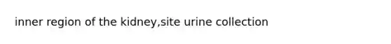 inner region of the kidney,site urine collection