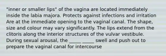 "inner or smaller lips" of the vagina are located immediately inside the labia majora. Protects against infections and irritation Are at the immediate opening to the vaginal canal. The shape, size and colour may vary significantly. The lips extend from the clitoris along the interior structures of the vulvar vestibule. During sexual arousal, the _____ _____ swell and push out to prepare the vaginal canal for intercourse