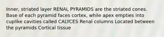 Inner, striated layer RENAL PYRAMIDS are the striated cones. Base of each pyramid faces cortex, while apex empties into cuplike cavities called CALYCES Renal columns Located between the pyramids Cortical tissue