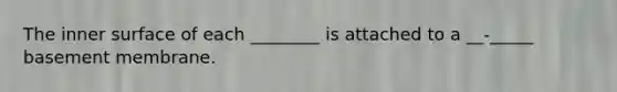 The inner surface of each ________ is attached to a __-_____ basement membrane.