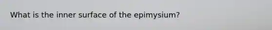 What is the inner surface of the epimysium?