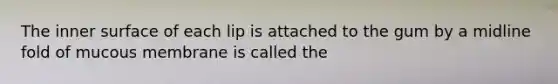 The inner surface of each lip is attached to the gum by a midline fold of mucous membrane is called the