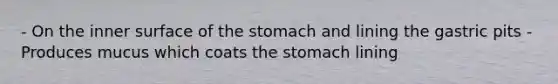 - On the inner surface of <a href='https://www.questionai.com/knowledge/kLccSGjkt8-the-stomach' class='anchor-knowledge'>the stomach</a> and lining the gastric pits - Produces mucus which coats the stomach lining