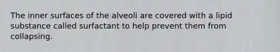 The inner surfaces of the alveoli are covered with a lipid substance called surfactant to help prevent them from collapsing.