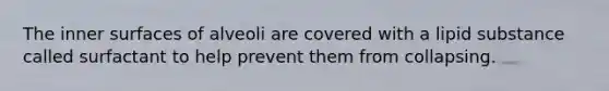 The inner surfaces of alveoli are covered with a lipid substance called surfactant to help prevent them from collapsing.