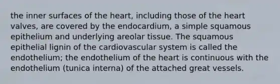 the inner surfaces of <a href='https://www.questionai.com/knowledge/kya8ocqc6o-the-heart' class='anchor-knowledge'>the heart</a>, including those of the heart valves, are covered by the endocardium, a simple squamous epithelium and underlying areolar tissue. The squamous epithelial lignin of the <a href='https://www.questionai.com/knowledge/kCN8ytPuqL-cardiovascular-system' class='anchor-knowledge'>cardiovascular system</a> is called the endothelium; the endothelium of the heart is continuous with the endothelium (tunica interna) of the attached great vessels.