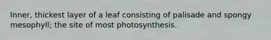 Inner, thickest layer of a leaf consisting of palisade and spongy mesophyll; the site of most photosynthesis.