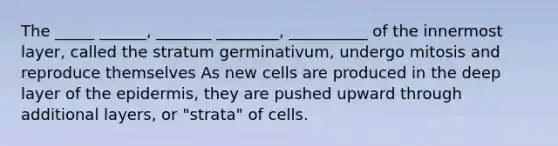 The _____ ______, _______ ________, __________ of the innermost layer, called the stratum germinativum, undergo mitosis and reproduce themselves As new cells are produced in the deep layer of the epidermis, they are pushed upward through additional layers, or "strata" of cells.