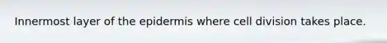 Innermost layer of <a href='https://www.questionai.com/knowledge/kBFgQMpq6s-the-epidermis' class='anchor-knowledge'>the epidermis</a> where <a href='https://www.questionai.com/knowledge/kjHVAH8Me4-cell-division' class='anchor-knowledge'>cell division</a> takes place.