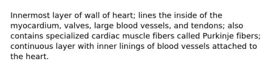 Innermost layer of wall of heart; lines the inside of the myocardium, valves, large <a href='https://www.questionai.com/knowledge/kZJ3mNKN7P-blood-vessels' class='anchor-knowledge'>blood vessels</a>, and tendons; also contains specialized cardiac muscle fibers called Purkinje fibers; continuous layer with inner linings of blood vessels attached to <a href='https://www.questionai.com/knowledge/kya8ocqc6o-the-heart' class='anchor-knowledge'>the heart</a>.