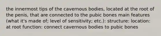 the innermost tips of the cavernous bodies, located at the root of the penis, that are connected to the pubic bones main features (what it's made of; level of sensitivity; etc.): structure: location: at root function: connect cavernous bodies to pubic bones