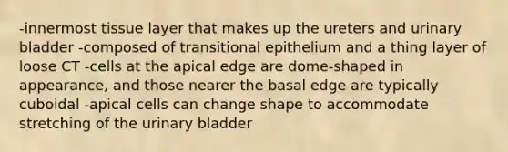 -innermost tissue layer that makes up the ureters and urinary bladder -composed of transitional epithelium and a thing layer of loose CT -cells at the apical edge are dome-shaped in appearance, and those nearer the basal edge are typically cuboidal -apical cells can change shape to accommodate stretching of the urinary bladder