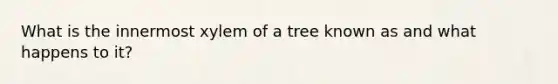 What is the innermost xylem of a tree known as and what happens to it?