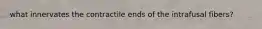 what innervates the contractile ends of the intrafusal fibers?