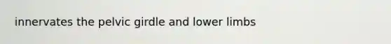 innervates the pelvic girdle and lower limbs