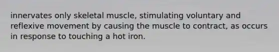 innervates only skeletal muscle, stimulating voluntary and reflexive movement by causing the muscle to contract, as occurs in response to touching a hot iron.