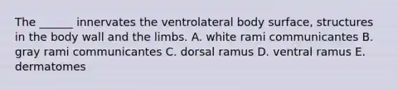 The ______ innervates the ventrolateral body surface, structures in the body wall and the limbs. A. white rami communicantes B. gray rami communicantes C. dorsal ramus D. ventral ramus E. dermatomes