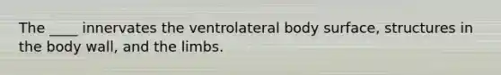 The ____ innervates the ventrolateral body surface, structures in the body wall, and the limbs.