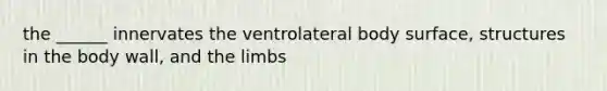 the ______ innervates the ventrolateral body surface, structures in the body wall, and the limbs