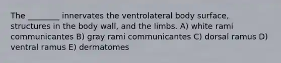 The ________ innervates the ventrolateral body surface, structures in the body wall, and the limbs. A) white rami communicantes B) gray rami communicantes C) dorsal ramus D) ventral ramus E) dermatomes