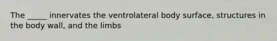 The _____ innervates the ventrolateral body surface, structures in the body wall, and the limbs