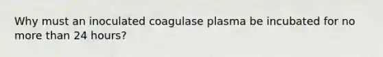 Why must an inoculated coagulase plasma be incubated for no more than 24 hours?