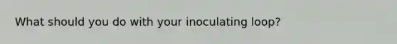 What should you do with your inoculating loop?