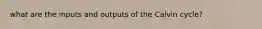what are the inputs and outputs of the Calvin cycle?