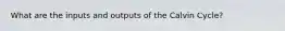 What are the inputs and outputs of the Calvin Cycle?