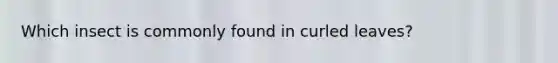 Which insect is commonly found in curled leaves?