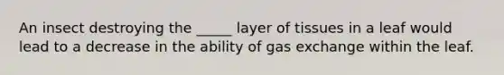 An insect destroying the _____ layer of tissues in a leaf would lead to a decrease in the ability of gas exchange within the leaf.