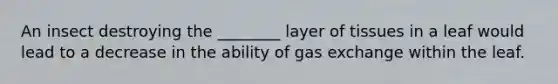 An insect destroying the ________ layer of tissues in a leaf would lead to a decrease in the ability of gas exchange within the leaf.