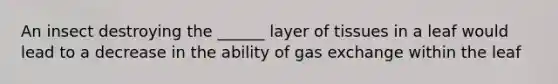 An insect destroying the ______ layer of tissues in a leaf would lead to a decrease in the ability of gas exchange within the leaf