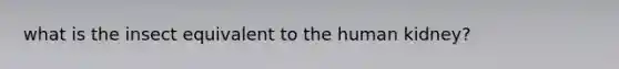 what is the insect equivalent to the human kidney?