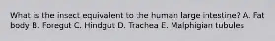 What is the insect equivalent to the human <a href='https://www.questionai.com/knowledge/kGQjby07OK-large-intestine' class='anchor-knowledge'>large intestine</a>? A. Fat body B. Foregut C. Hindgut D. Trachea E. Malphigian tubules