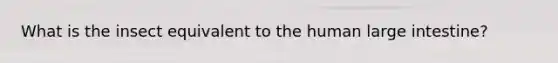 What is the insect equivalent to the human large intestine?