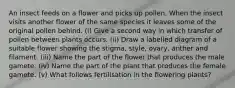 An insect feeds on a flower and picks up pollen. When the insect visits another flower of the same species it leaves some of the original pollen behind. (i) Give a second way in which transfer of pollen between plants occurs. (ii) Draw a labelled diagram of a suitable flower showing the stigma, style, ovary, anther and filament. (iii) Name the part of the flower that produces the male gamete. (iv) Name the part of the plant that produces the female gamete. (v) What follows fertilisation in the flowering plants?