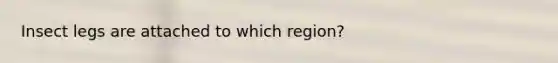 Insect legs are attached to which region?