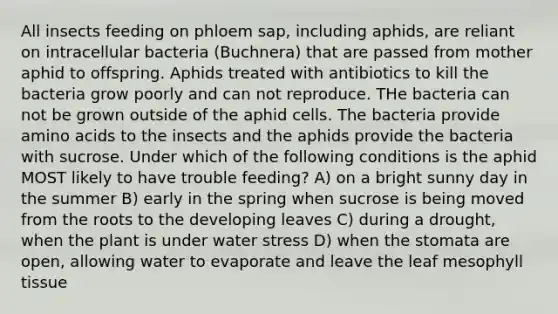 All insects feeding on phloem sap, including aphids, are reliant on intracellular bacteria (Buchnera) that are passed from mother aphid to offspring. Aphids treated with antibiotics to kill the bacteria grow poorly and can not reproduce. THe bacteria can not be grown outside of the aphid cells. The bacteria provide amino acids to the insects and the aphids provide the bacteria with sucrose. Under which of the following conditions is the aphid MOST likely to have trouble feeding? A) on a bright sunny day in the summer B) early in the spring when sucrose is being moved from the roots to the developing leaves C) during a drought, when the plant is under water stress D) when the stomata are open, allowing water to evaporate and leave the leaf mesophyll tissue